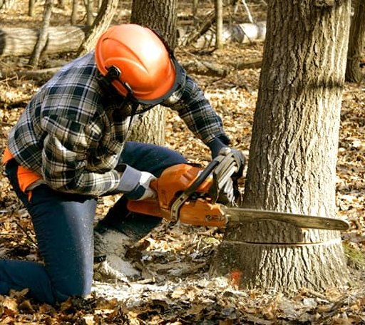 Tree Removal in Lattimer Mines, PA